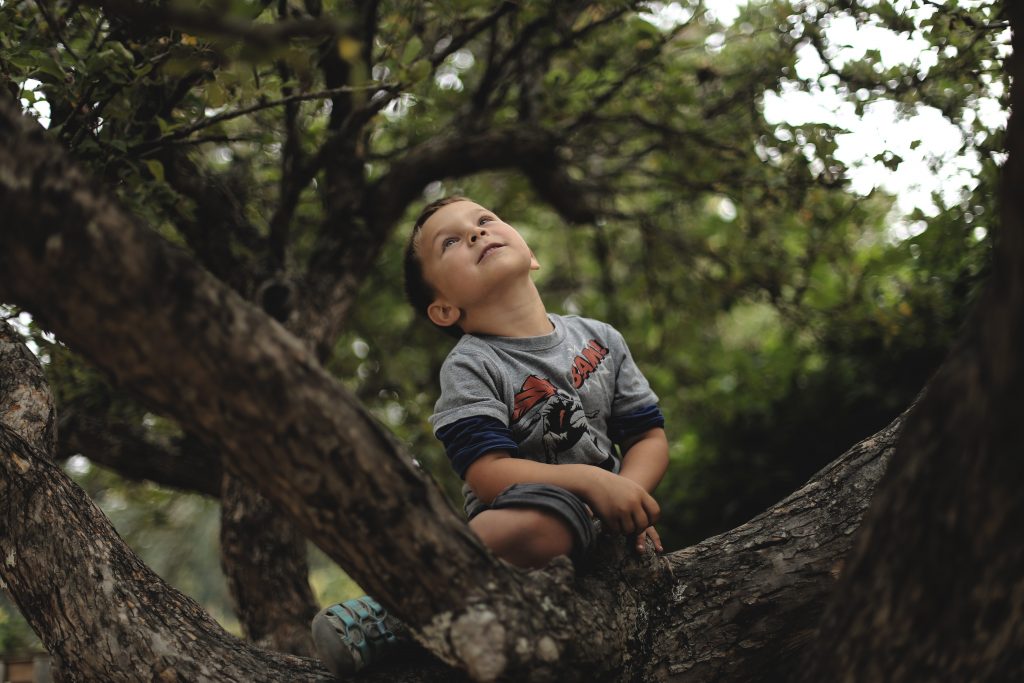 Little boy in tree