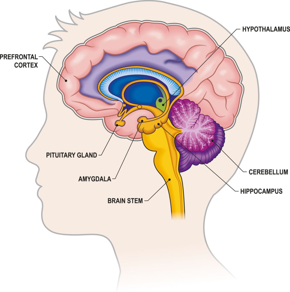 boy cross section brain